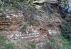 punicum2